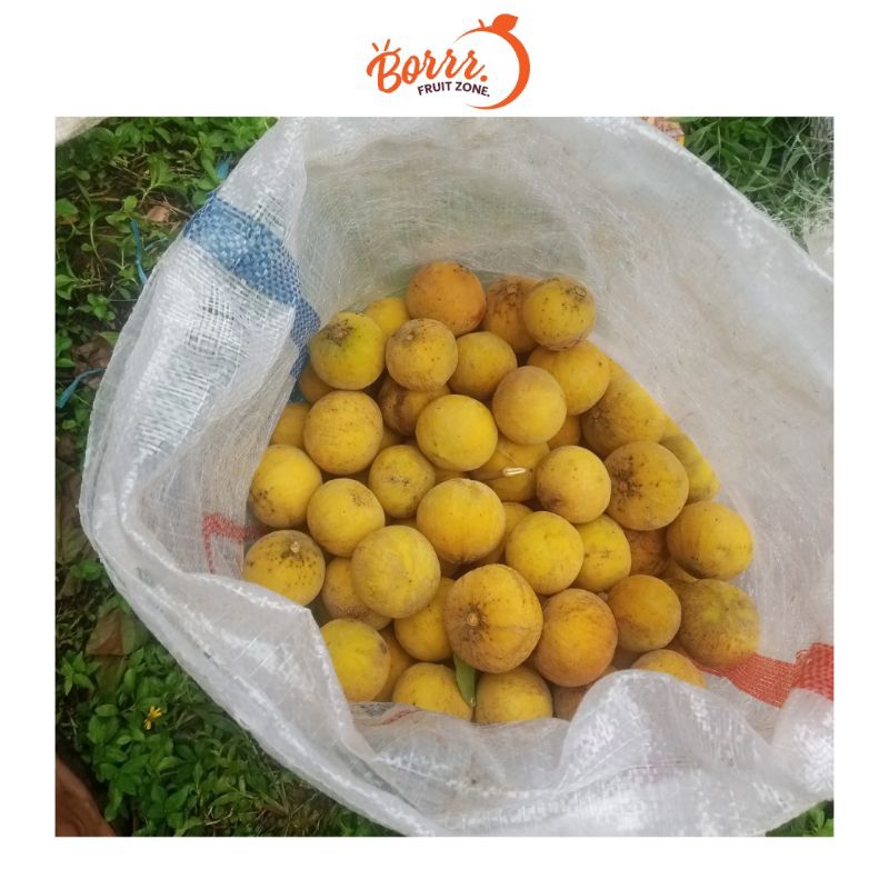 Jual Buah Kecapi Daun ( Manis ) 1 kiloan. | Shopee Indonesia