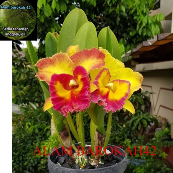 Jual Anggrek Cattleya Dewasa Yen Golden Sunset Siap Bunga | Shopee ...