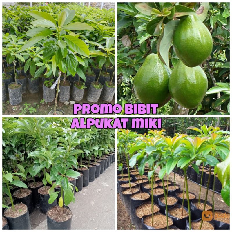Jual PROMO BIBIT ALPUKAT MIKI ORIGINAL | Shopee Indonesia
