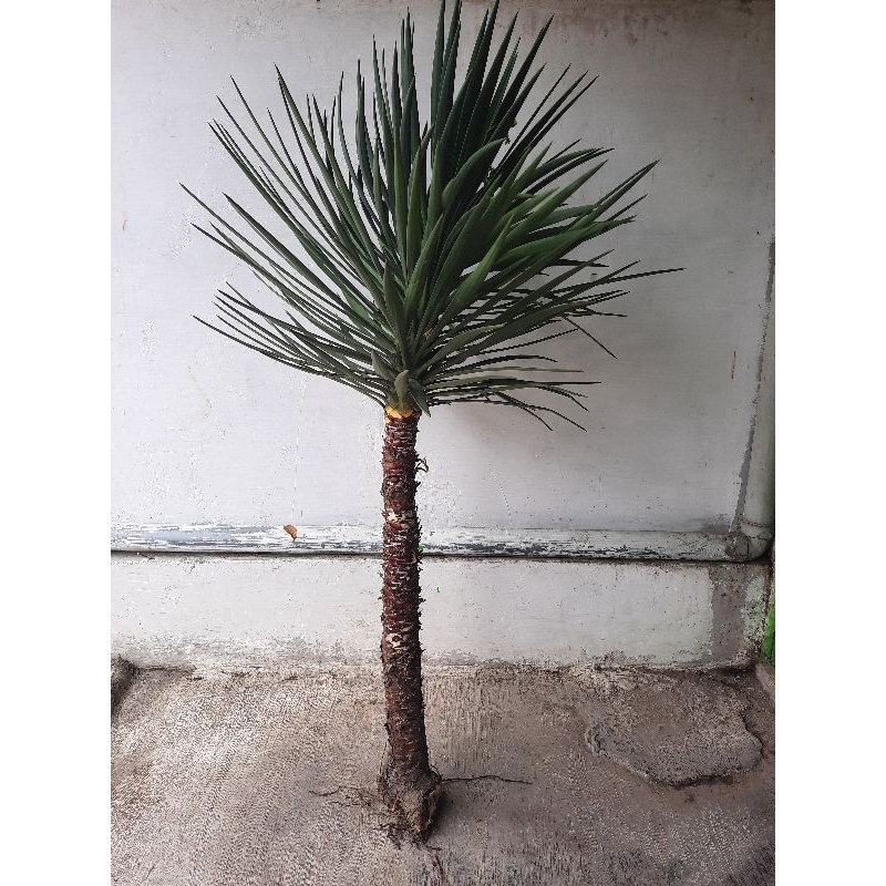 Jual Tanaman tombak raja (Yucca Gloriusa) / Spanish Dagger | Shopee ...