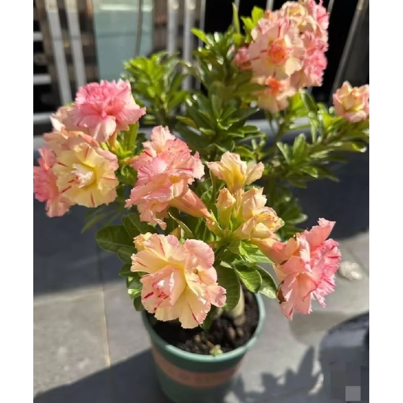 Jual Tanaman Hias Adenium Kamboja Jepang Bunga Tumpuk / Tanaman Hidup ...