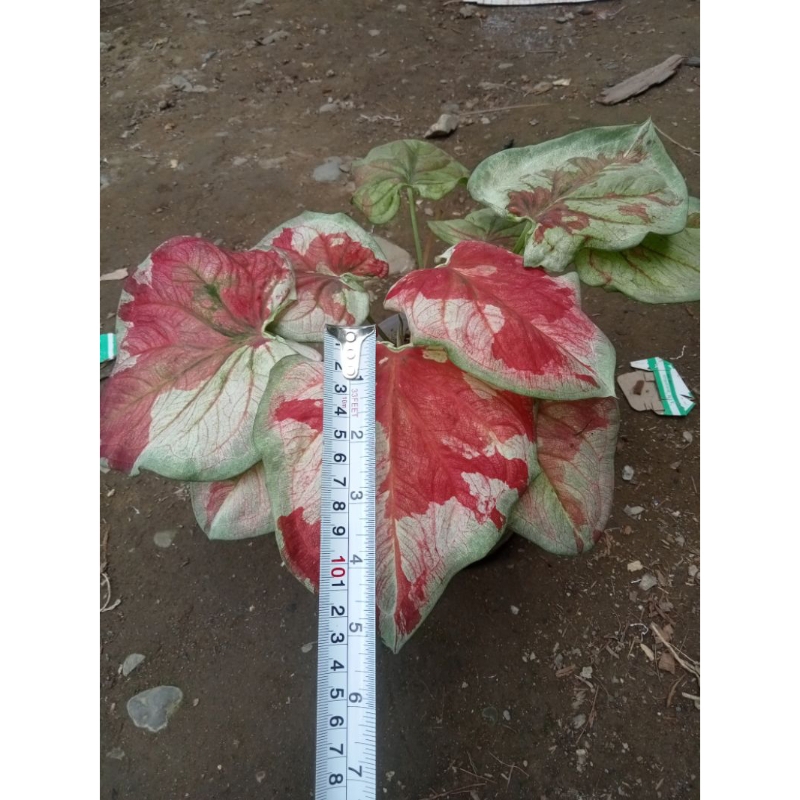 Jual Caladium Merah Putih cantik Menor ( y besar Induk Rumpun 4, y ...