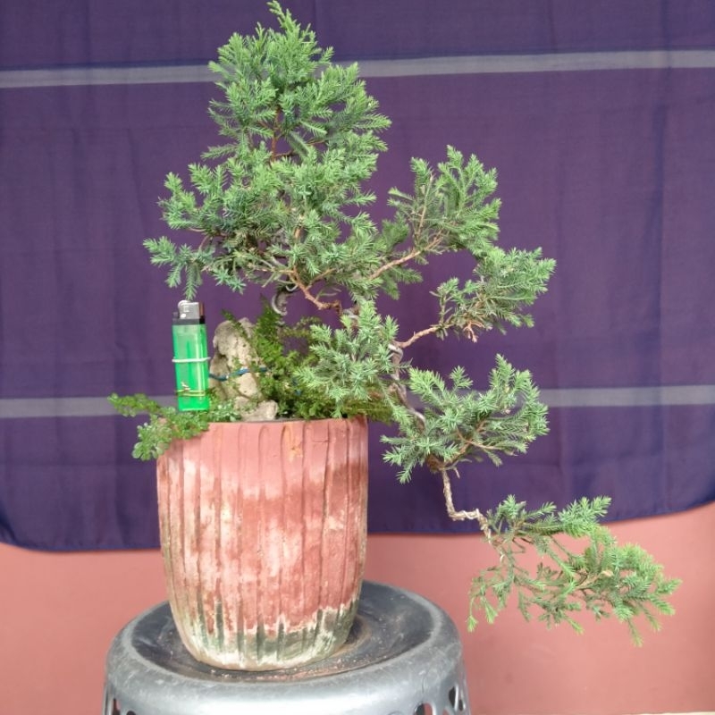 Jual BONSAI CEMARA SINESIS GAYA AIR TERJUN | Shopee Indonesia