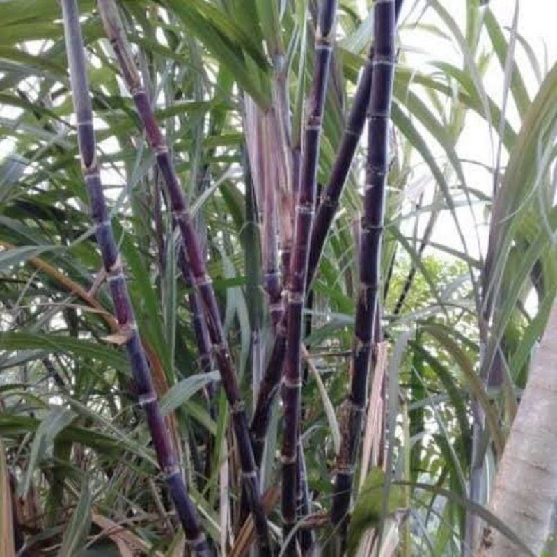 Jual Tanaman Tebu Hitam / Tebu Ireng / Tebu Wulung (Saccharum ...