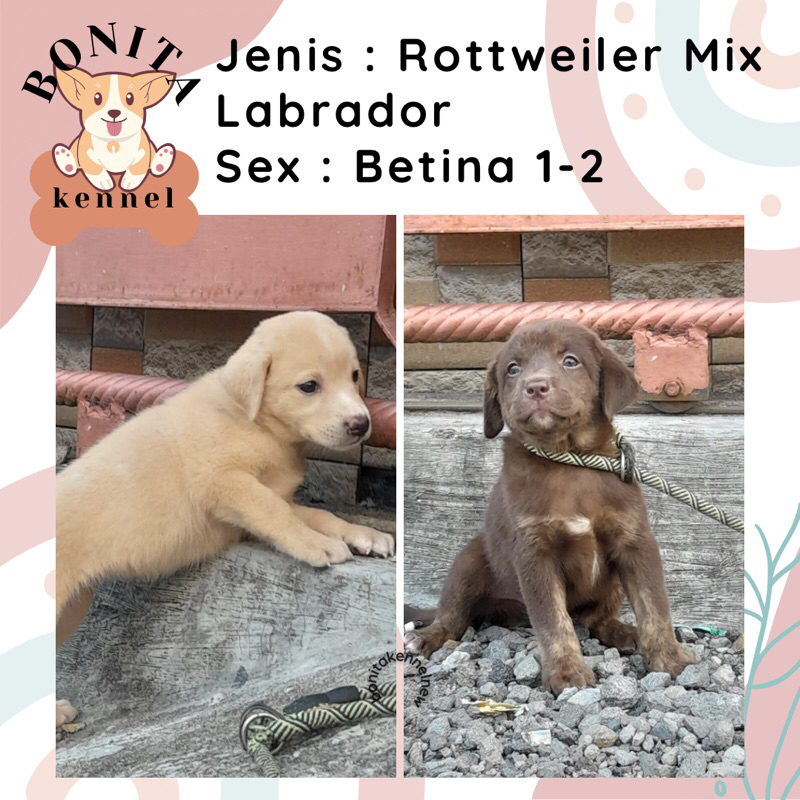 Jual Rottweiler Mix Labrador Anakan Anjing Labrador Rottweiler | Shopee ...