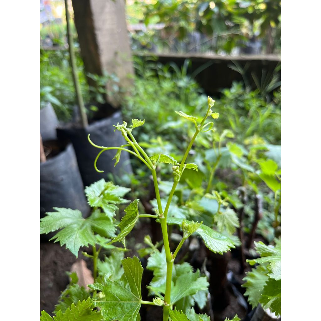 Jual LIVE - Bibit Anggur Imp0rt All Varian | Shopee Indonesia