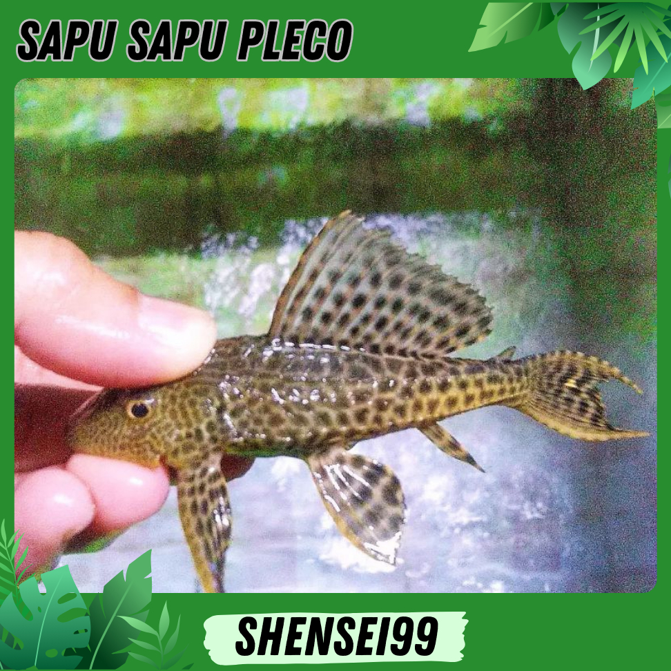 Jual Ikan Sapu-Sapu Terlengkap & Harga Terbaru Agustus 2026 | Shopee ...