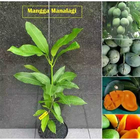 Jual Bibit Mangga Manalagi Asli Cangkok Okulasi Cepat Berbuah Pohon Mangga Manalagi Berkualitas