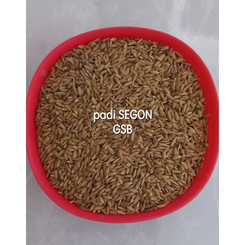 Jual Padi segon super 500 gram | Shopee Indonesia