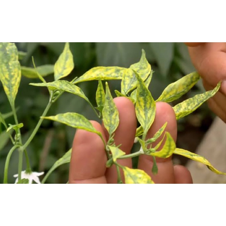 Jual Top Design Pupuk Organik Anti Keriting Daun Menguning Pupuk ...