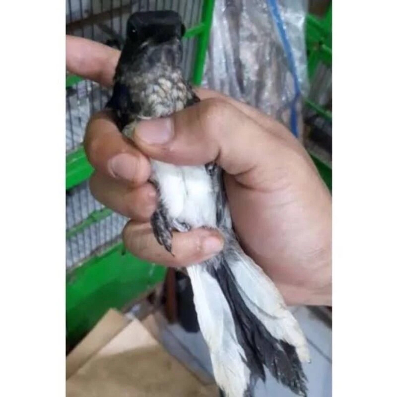 Jual Kacer trotol jantan pilihan rawatan | Shopee Indonesia