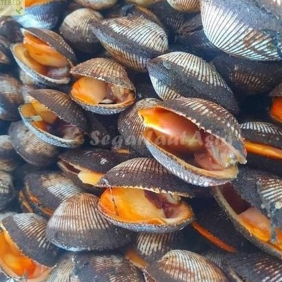 Jual Kerang Bulu Segar Kerang Bulu Utuh Seafood Kerang Laut Segar 1Kg ...