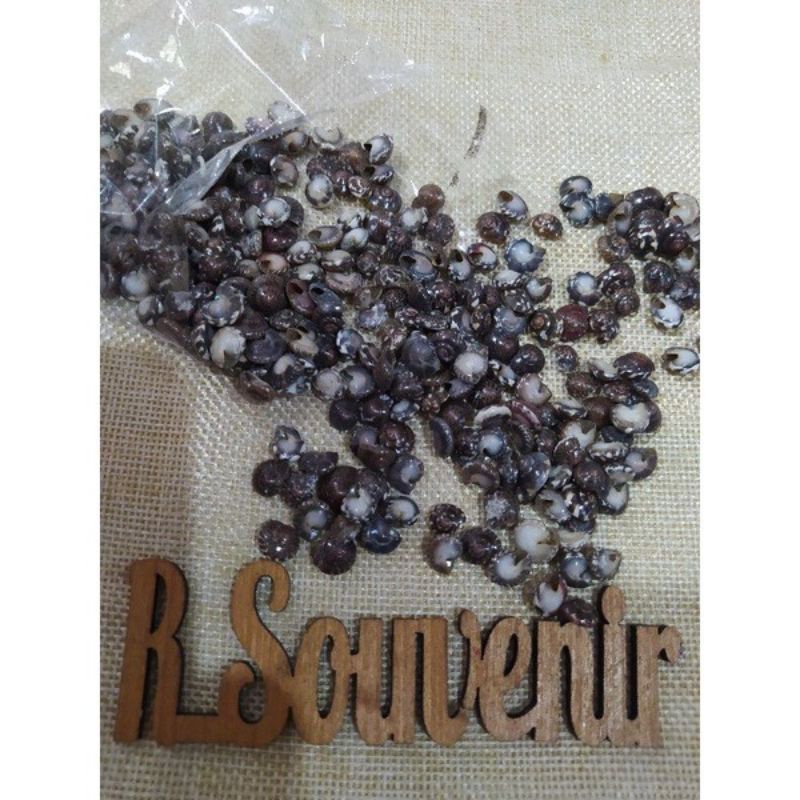 Jual (ISI 40 PSC) Kerang Berut mini/ bahan prakarya / bahan mahar ...
