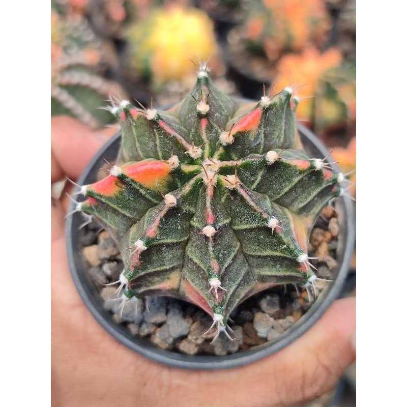 Jual starfire corak cakep rata calon indukan | Shopee Indonesia
