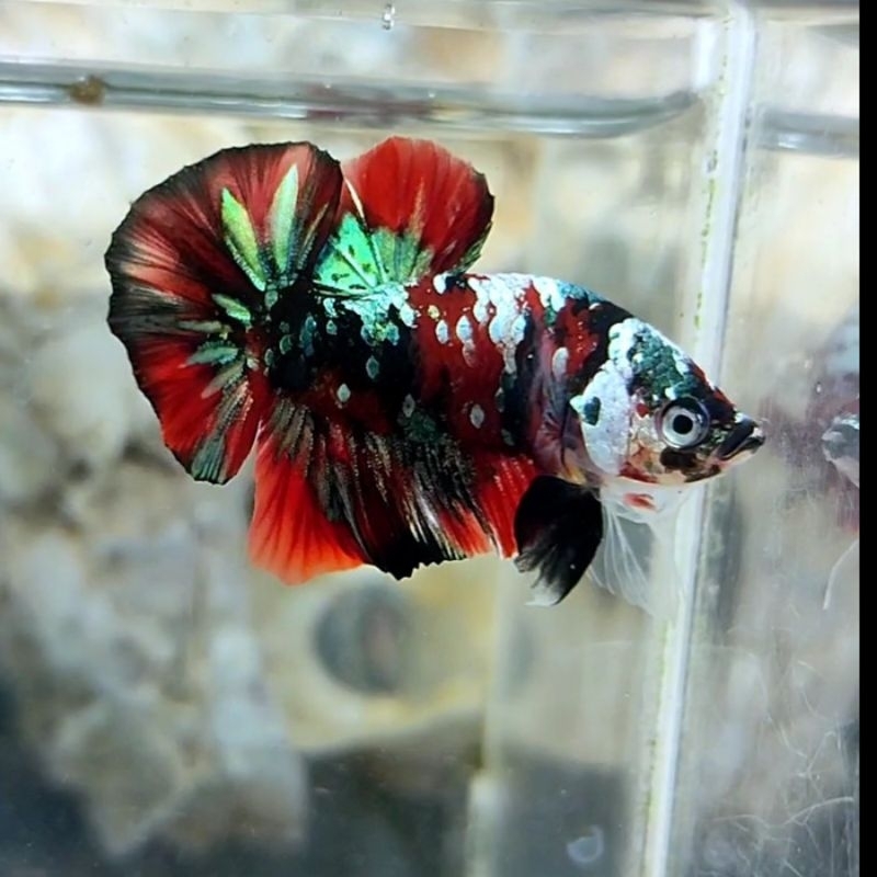 Jual red koi cooper | Shopee Indonesia
