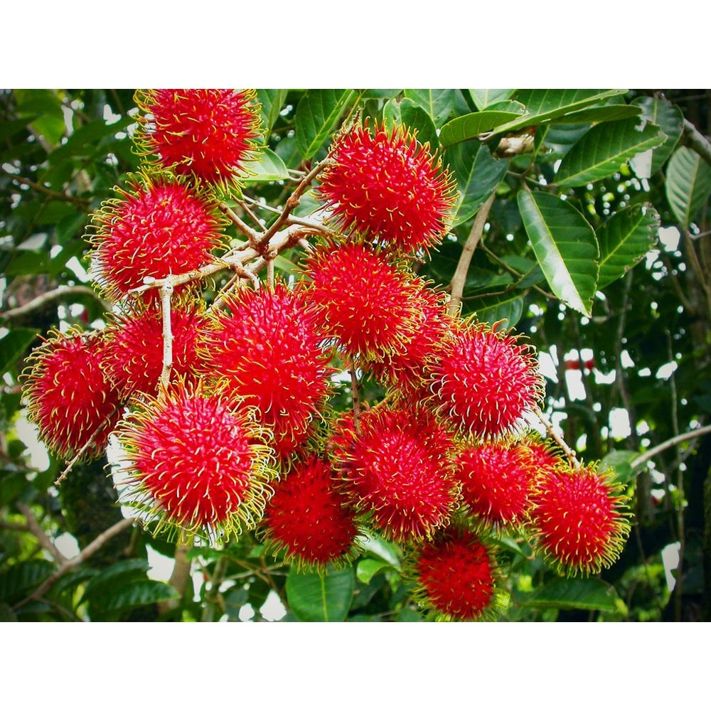 Jual Rambutan SEGAR 1 KG manis,asam | Shopee Indonesia