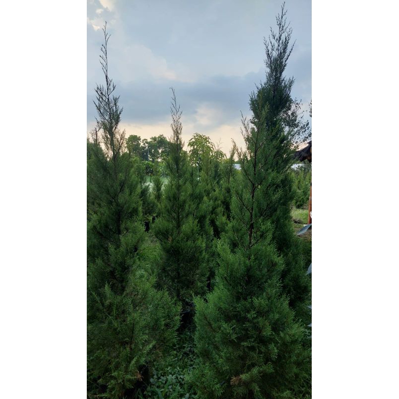 Jual Tanaman Cemara Wangi Rentes Rimbun, Tinggi 2 Meter | Shopee Indonesia