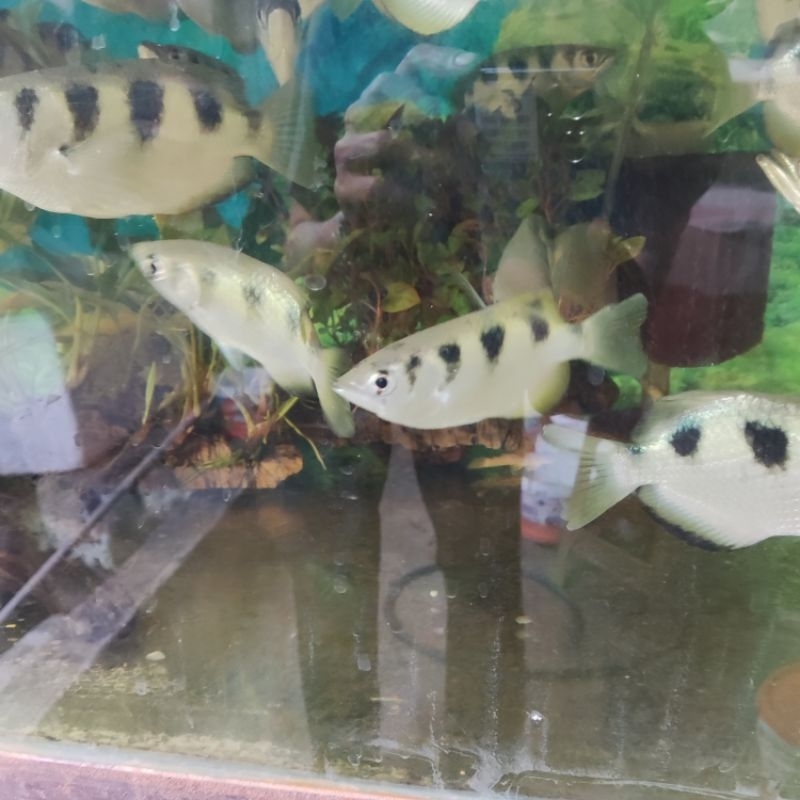 Jual ikan archer sumpit ikan hias air tawar 7-10 cm | Shopee Indonesia