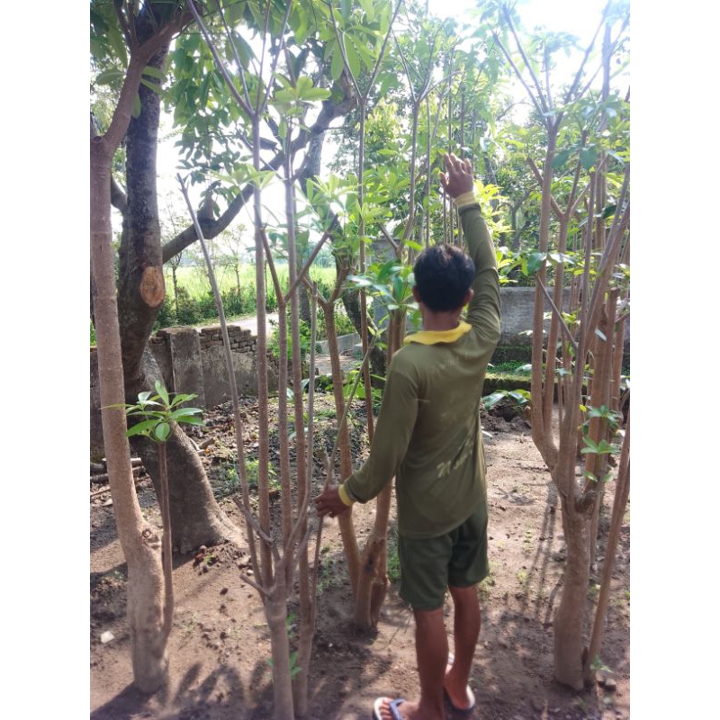 Jual PROMO Pohon/Tanaman PULE Grouping (Cabang dari Bawah) Uk 2-2.5 ...
