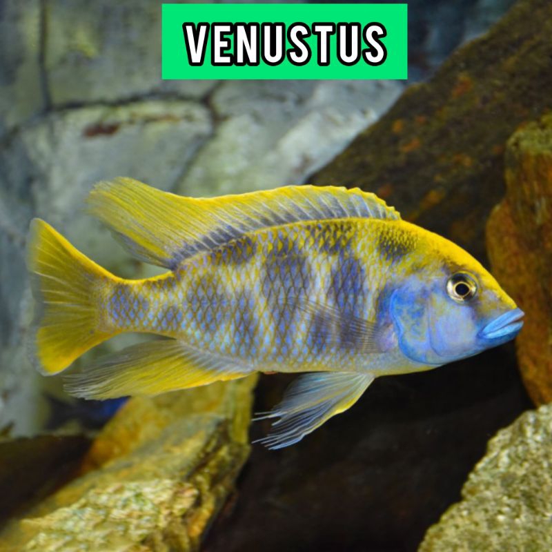 Jual venustus African cichlid | Shopee Indonesia