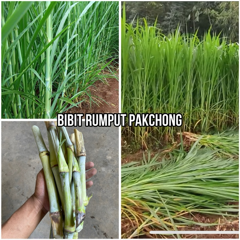 Jual Bibit Rumpu GAJAH PAKCHONG 1 kg Isi 15-25 batang-kualitas terbaik ...