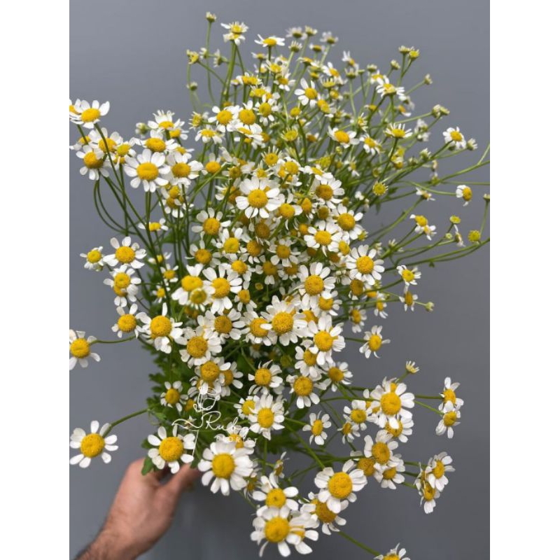 Jual Bunga Potong/Fresh Flower/Chamomile Import /Daisy /Bunga Segar ...