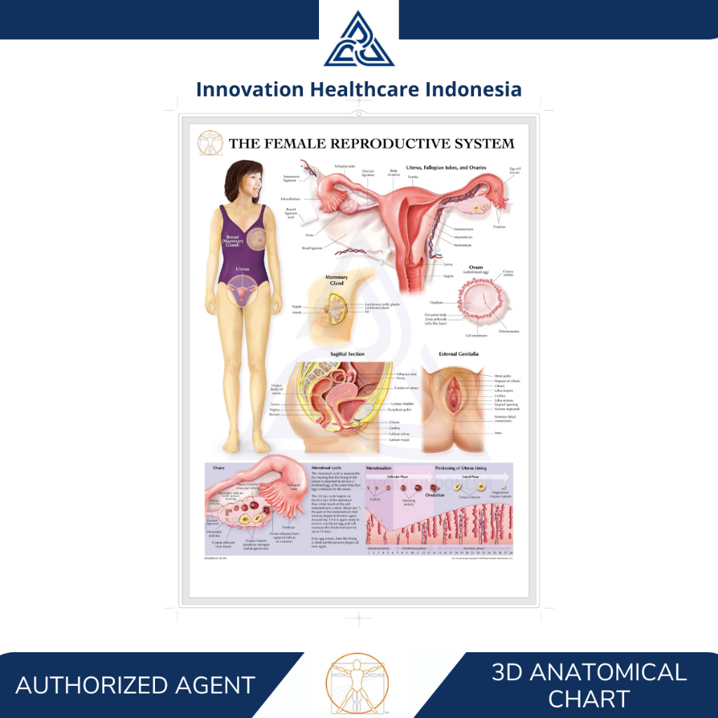 Jual 3D Anatomical Chart The Female Reproductive System - Poster ...