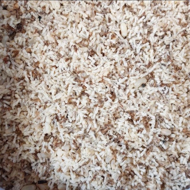 Jual telur semut/kroto sogrokan fres halus kering mawur 50g | Shopee ...