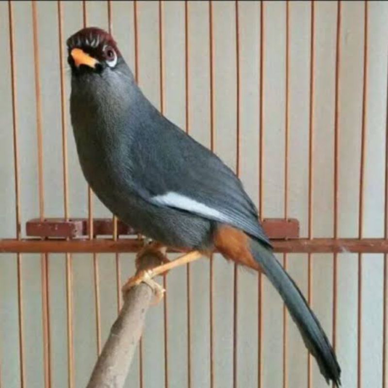 Jual POKSAY MANDARIN JANTAN RAWATAN ( MULUS ) Shopee Indonesia