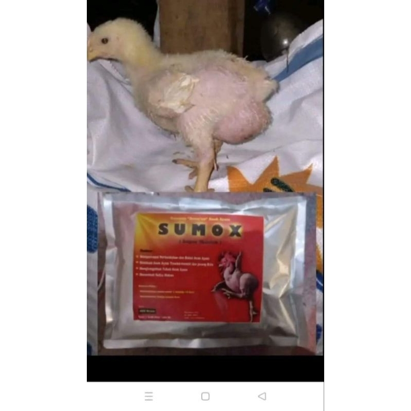 Jual sumox exstra trondol dan montox - vitamin ayam - penggemuk ayam ...
