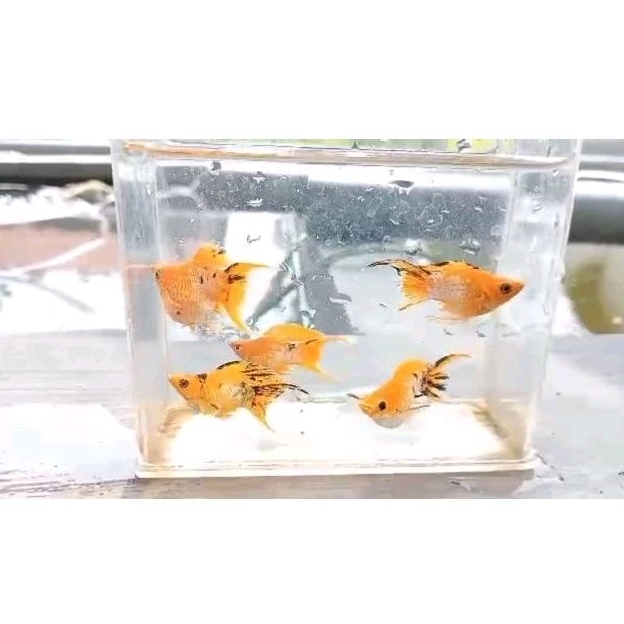 Jual Ikan molly balon lemon head ninja cawang | Shopee Indonesia