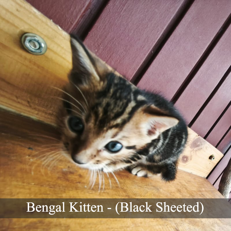 Jual SOLD // Kucing Bengal Kitten (Black Spotted) | Shopee Indonesia