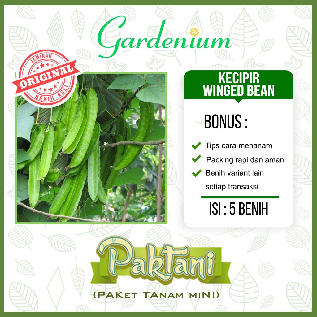 5 Benih Kecipir Winged Bean Unggul Tanaman Sayur Paktani