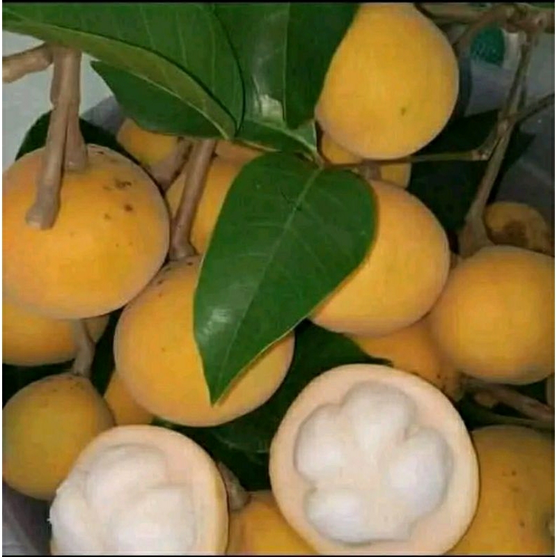 Jual buah kecapi banyak manfaat 1kg murah | Shopee Indonesia