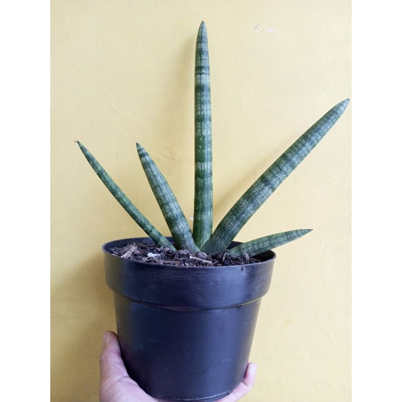 Jual sanseveria boncel | Shopee Indonesia
