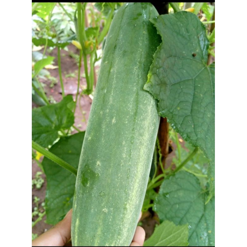 Jual ketimun hijau/ timun masih segar 1 kg | Shopee Indonesia