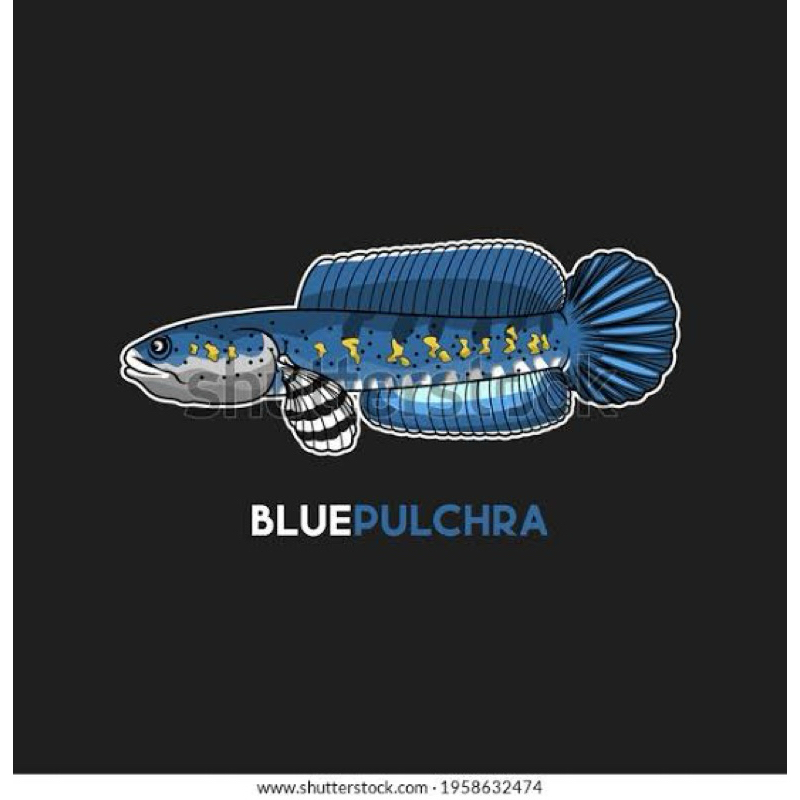 Jual sticker channa pulcra 8-9cm | Shopee Indonesia
