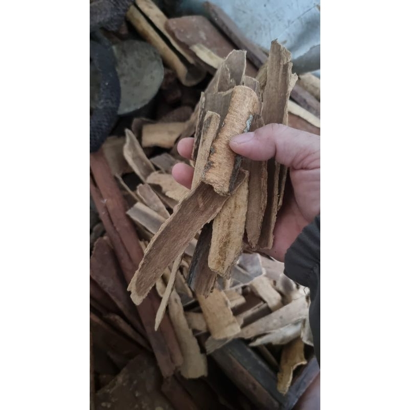 Jual Kayu Pule Terlengkap & Harga Terbaru Juli 2026 | Shopee Indonesia