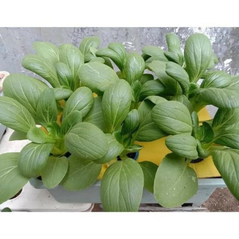 STARTER KIT SET HIDROPONIK PEMULA 3 BAK 27 LUBANG