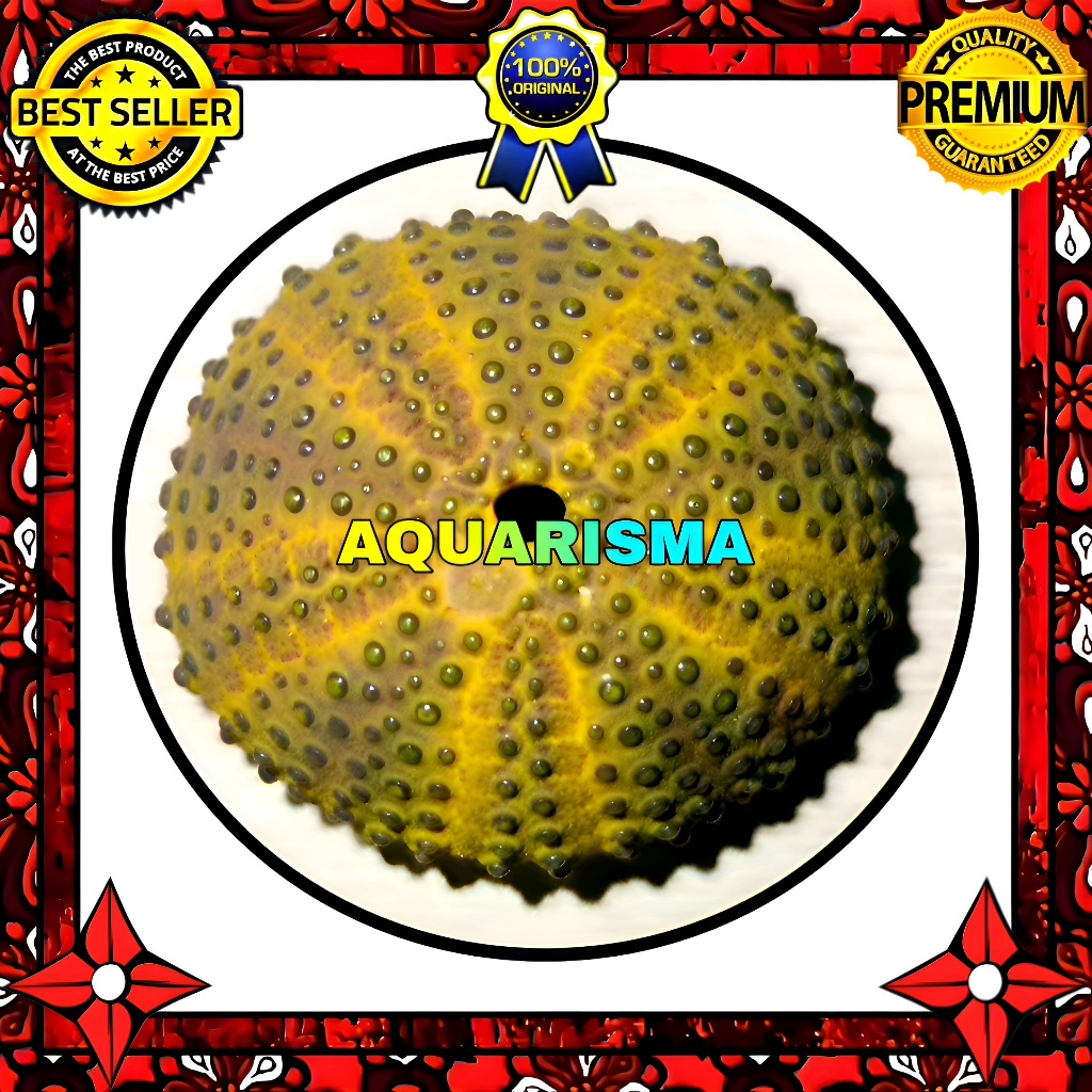 Jual HIASAN DAN KOLEKSI - CANGKANG BULU BABI KUNING YELLOW RANGER SEA ...