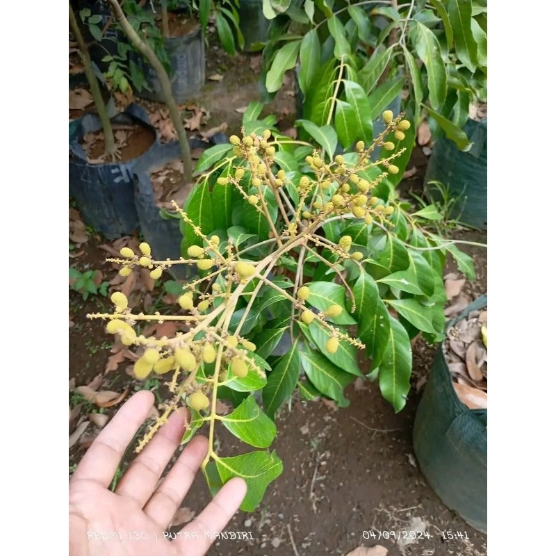 Jual INDUKAN KELENGKENG BERBAGAI JENIS KONDISI BERBUNGA SPESIAL LIVE 25 ...