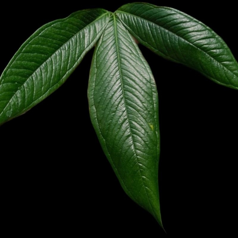 Jual anthurium Moonenii Sp French Guiana | Shopee Indonesia