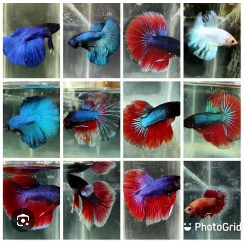 Jual ikan cupang halmoon slayer | Shopee Indonesia
