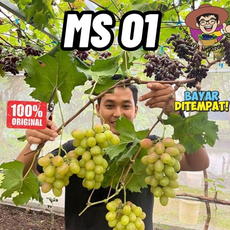 Jual Bibit Anggur MS 01 Buah Besar PERTUMBUHAN Vigor GENJAH SEEDLESS ...