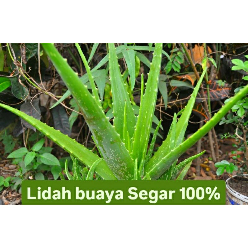 Jual AloeveraLidah buaya segar 100Lidah buaya langsung petikharga