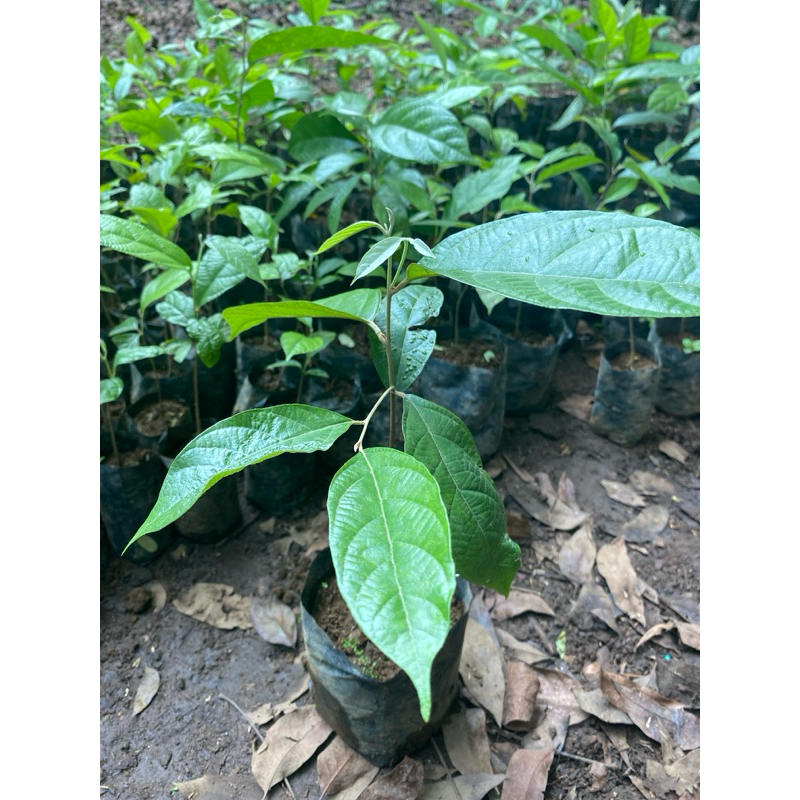 Jual BIBIT POHON KEMENYAN - TANAMAN MENYAN - TANAMAN HERBAL MENYAN ...