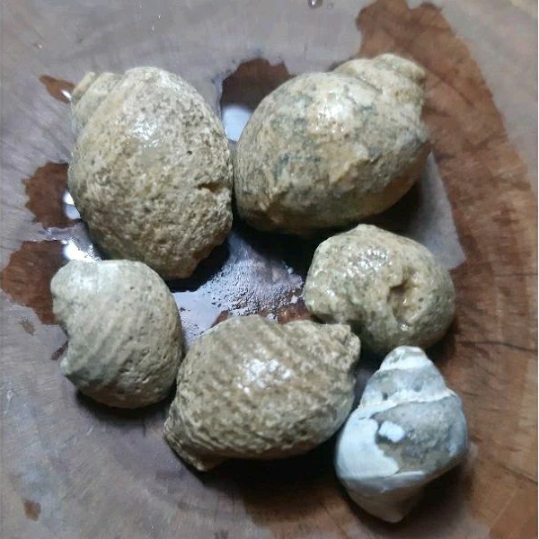 Jual Batu kol buntet asli alam temuan sungai stok terbatas | Shopee ...