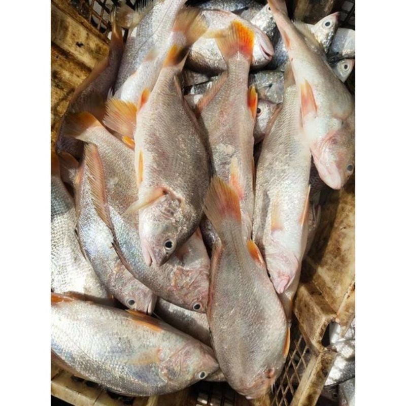 Jual ikan samge laut panjang segar | Shopee Indonesia