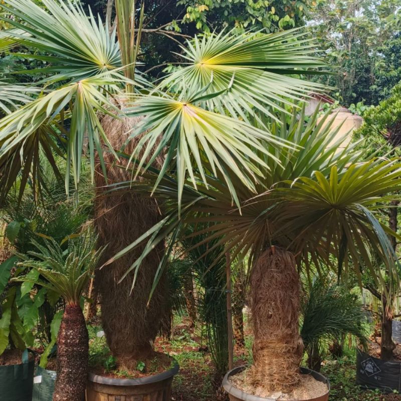 Jual Pohon palem jenggot tanaman hias palem jenggot | Shopee Indonesia