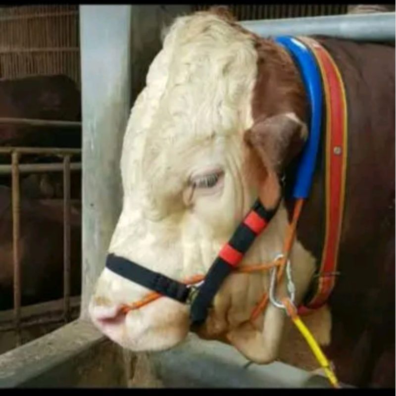 Jual BRANGUS SAPI TEBAL | Shopee Indonesia